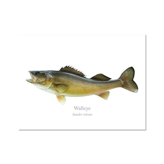 Walleye - Art Print - With Scientific Name