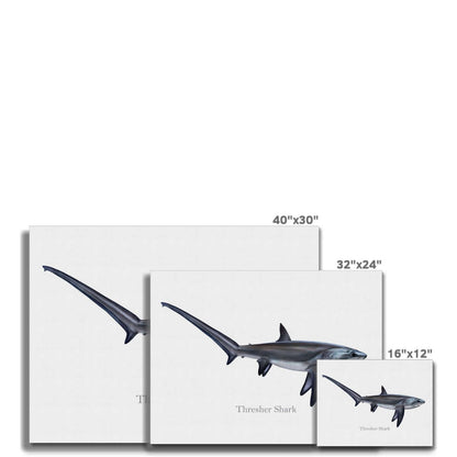 "Thresher shark art prints in varying sizes: 40x30, 32x24, and 16x12"