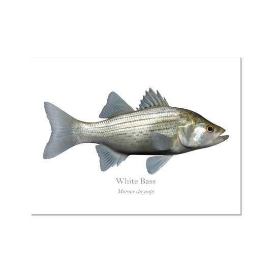 White Bass - Art Print - With Scientific Name