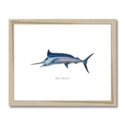 Blue Marlin - Framed & Mounted Print