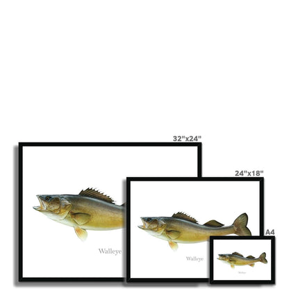 Framed walleye fish illustrations in various sizes: 32x24, 24x18, A4, displayed on a white background.