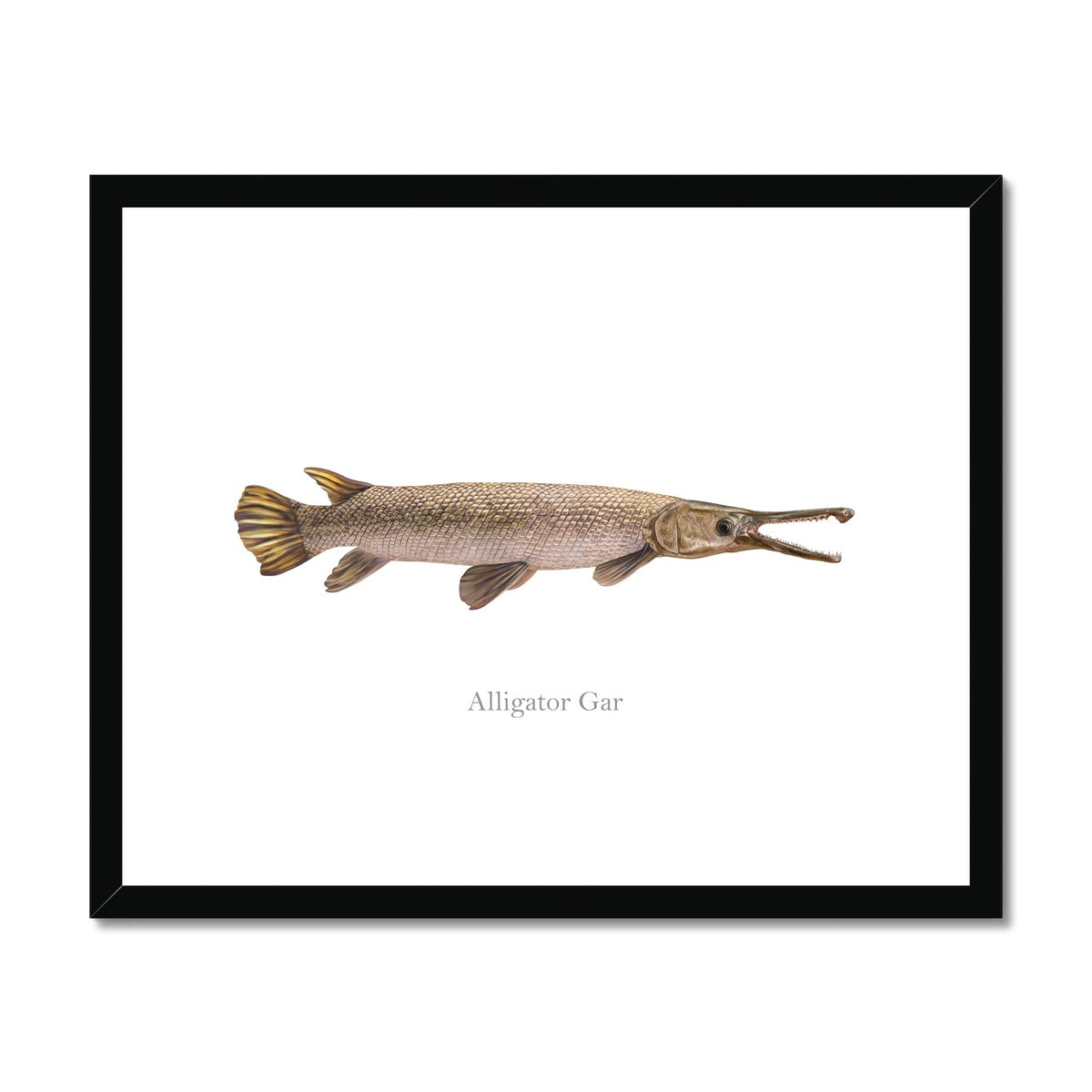 Alligator Gar - Framed & Mounted Print