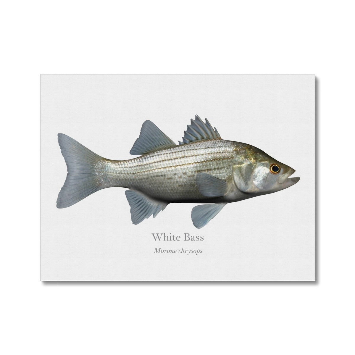 White Bass - Canvas Print - With Scientific Name