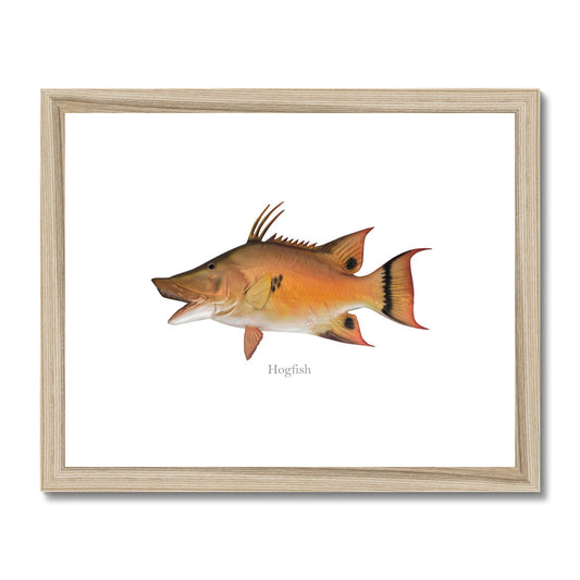 Hogfish - Framed & Mounted Print