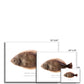 Winter Flounder - Framed Print - With Scientific Name