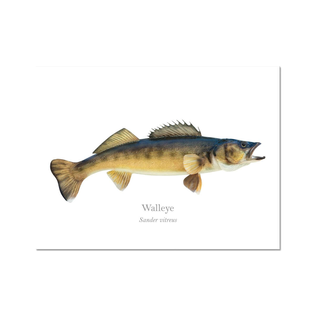 Walleye - Art Print - With Scientific Name