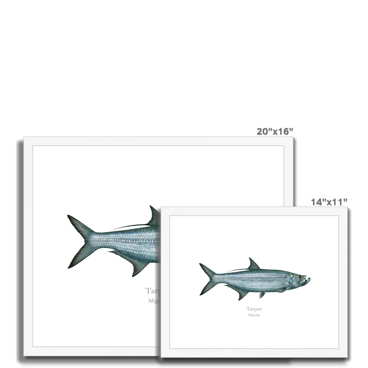 Tarpon - Framed & Mounted Print - With Scientific Name