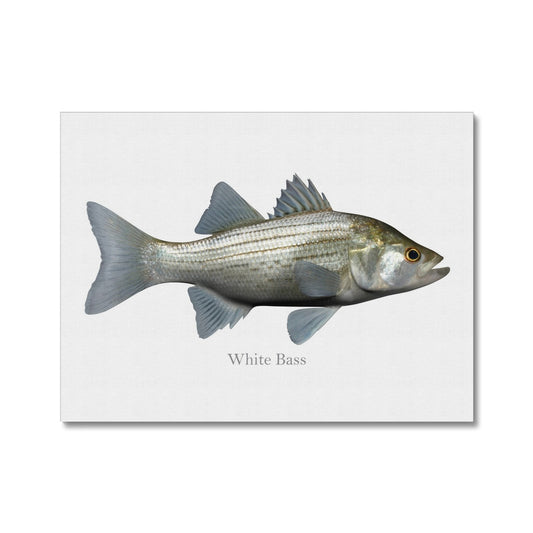 White Bass - Canvas Print