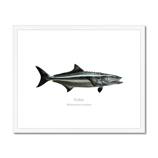 Cobia - Framed & Mounted Print - With Scientific Name