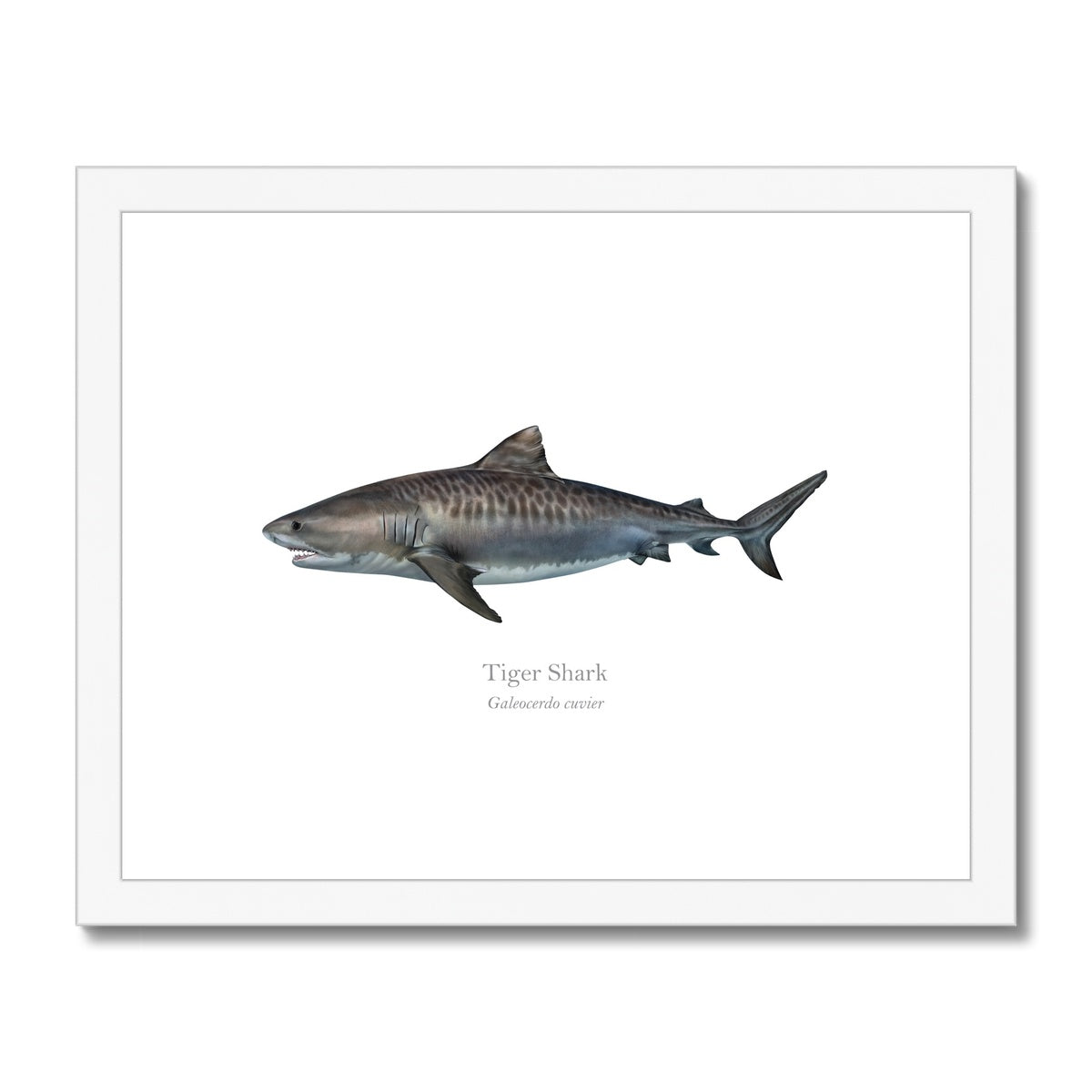Tiger shark - Framed & Mounted Print - With Scientific Name
