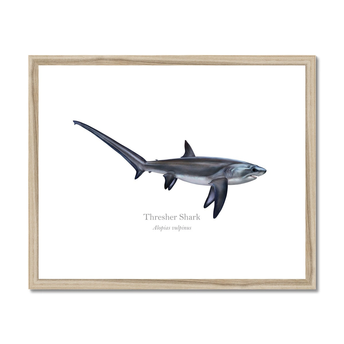 Thresher Shark - Framed & Mounted Print - With Scientific Name