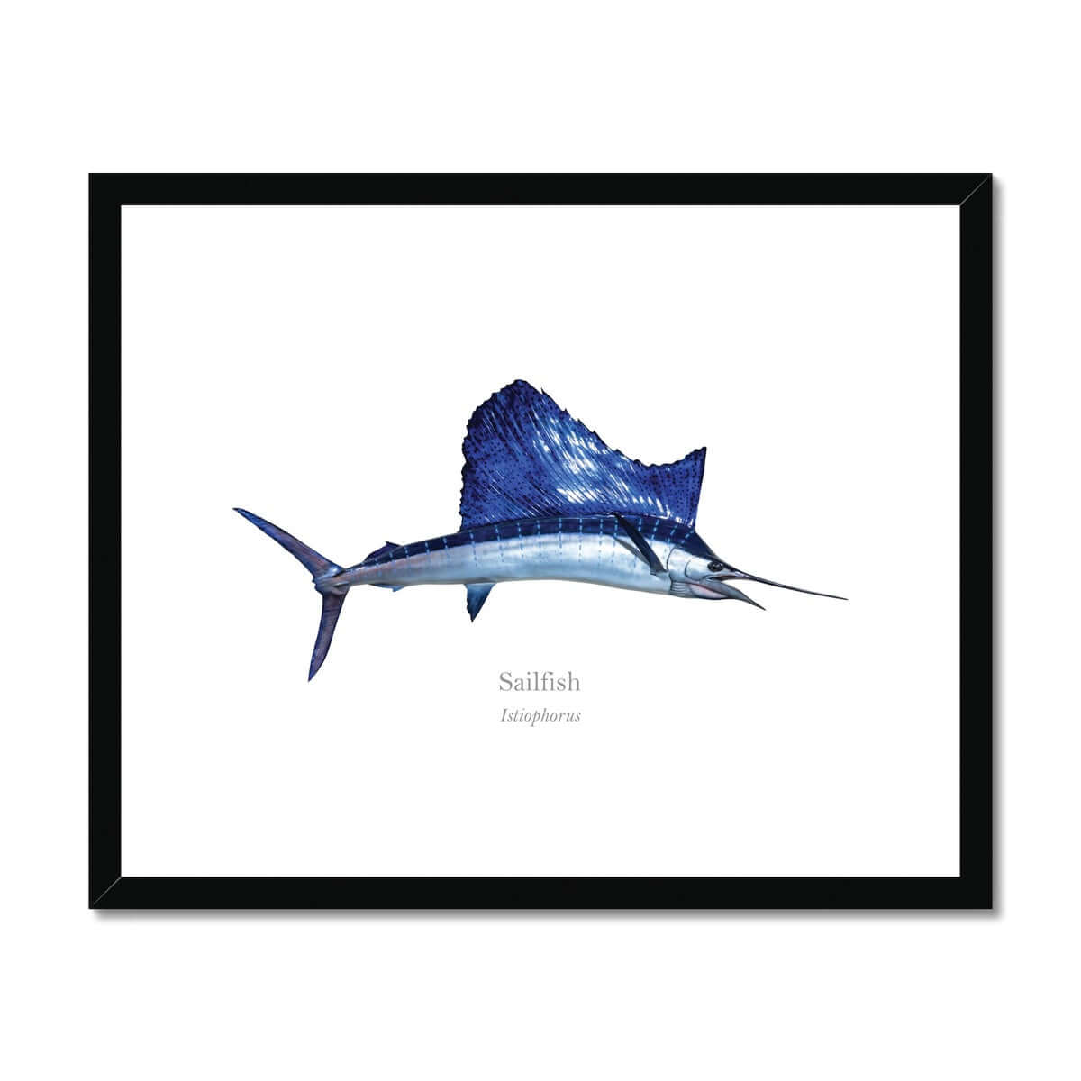 Sailfish - Framed & Mounted Print - With Scientific Name