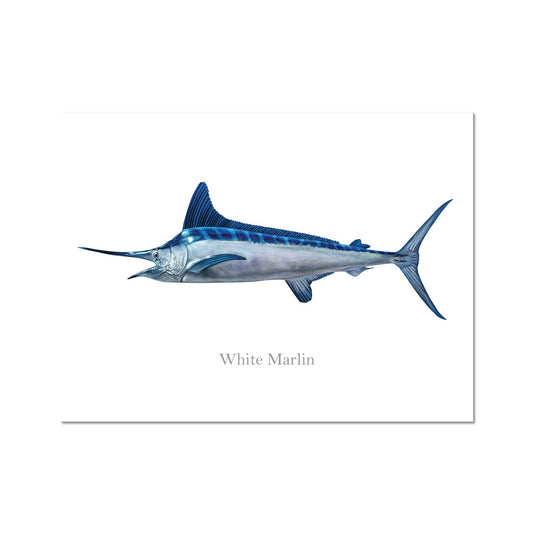 White Marlin - Art Print