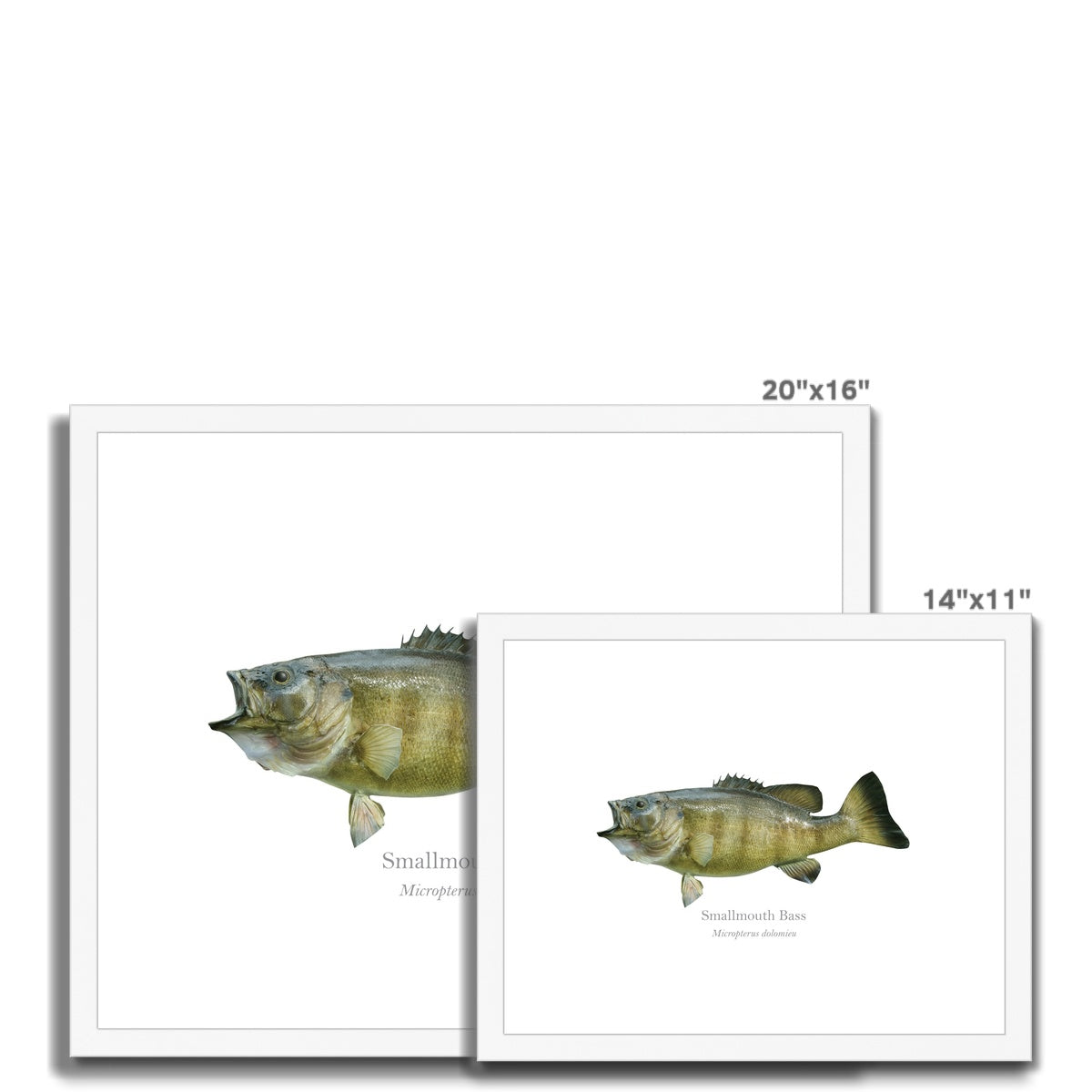 Smallmouth Bass - Framed & Mounted Print - With Scientific Name