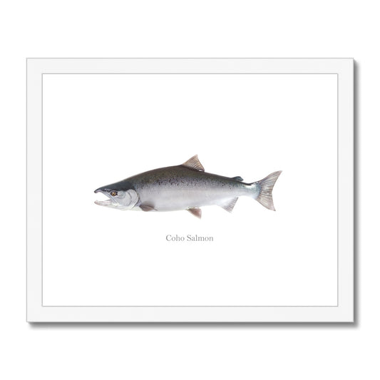 Coho Salmon - Framed & Mounted Print