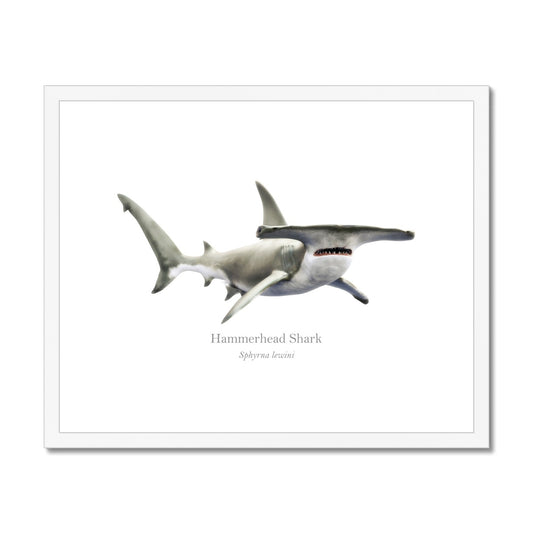 Hammerhead Shark - Framed & Mounted Print - With Scientific Name