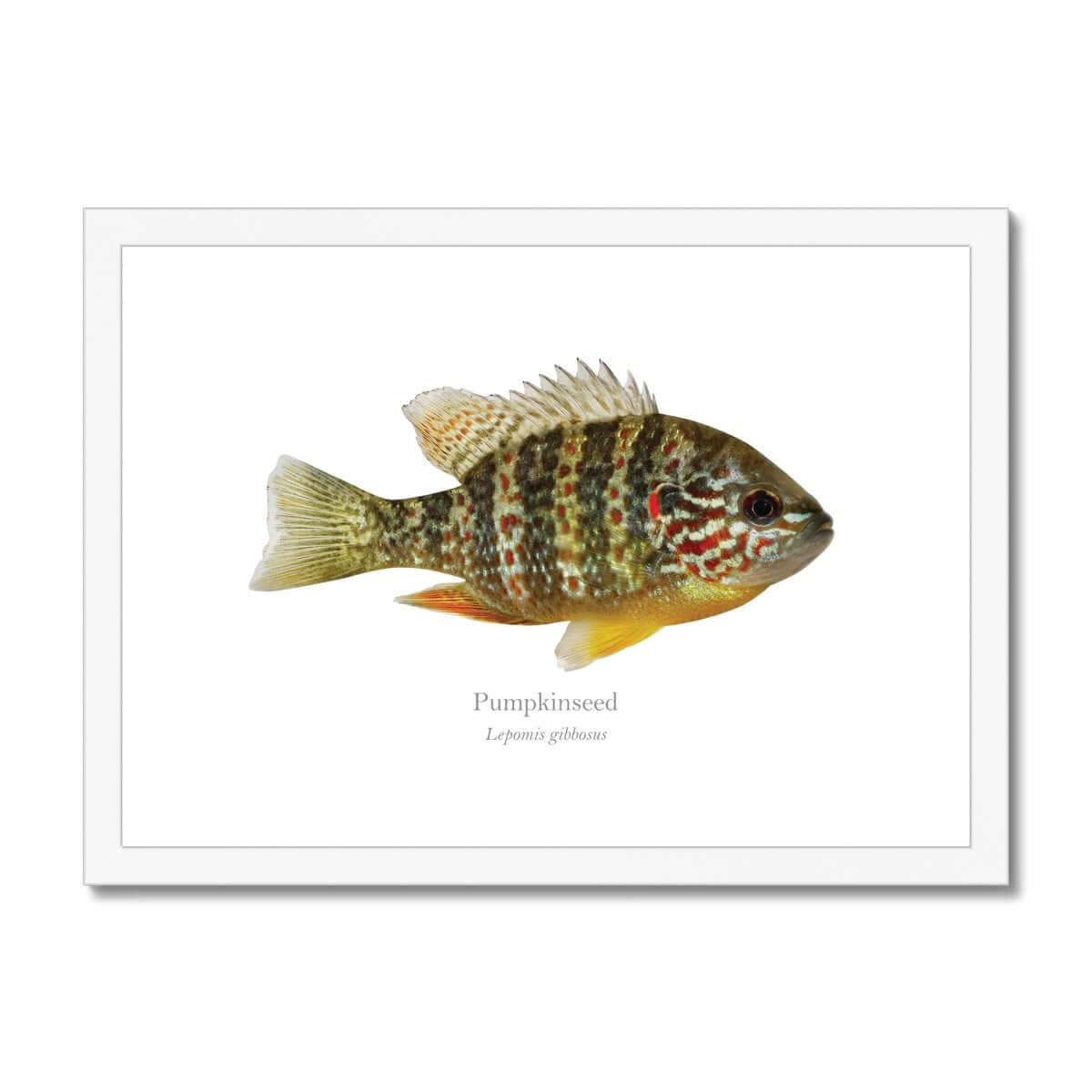 Pumpkinseed Sunfish - Framed & Mounted Print - With Scientific Name