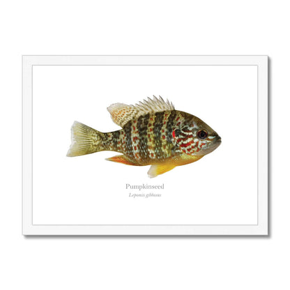 Pumpkinseed Sunfish - Framed & Mounted Print - With Scientific Name