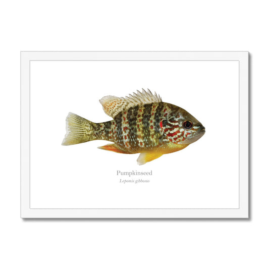 Pumpkinseed Sunfish - Framed & Mounted Print - With Scientific Name
