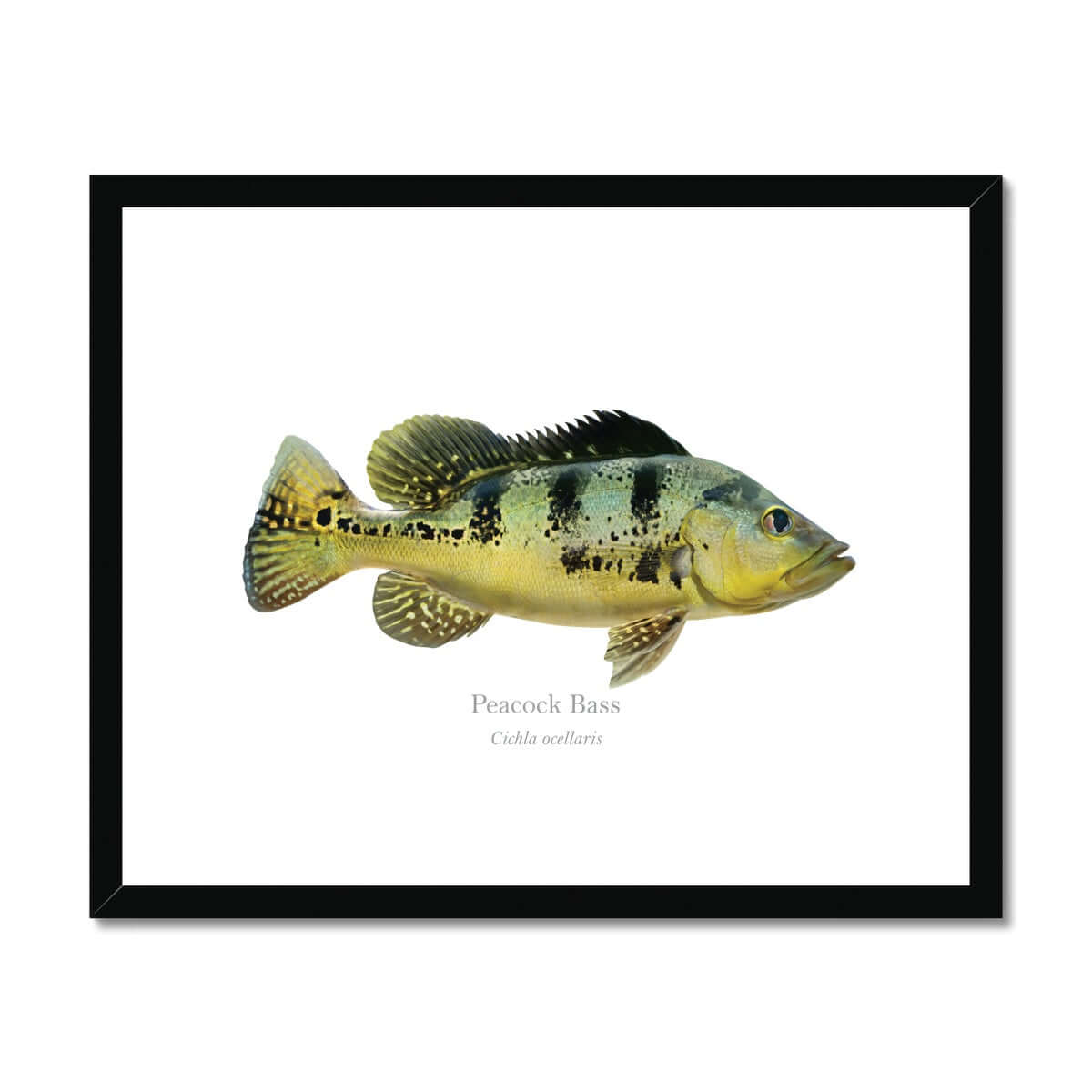 Peacock Bass - Framed & Mounted Print - With Scientific Name