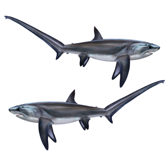 Thresher Shark large stickers and decals left and right facing on a white background.