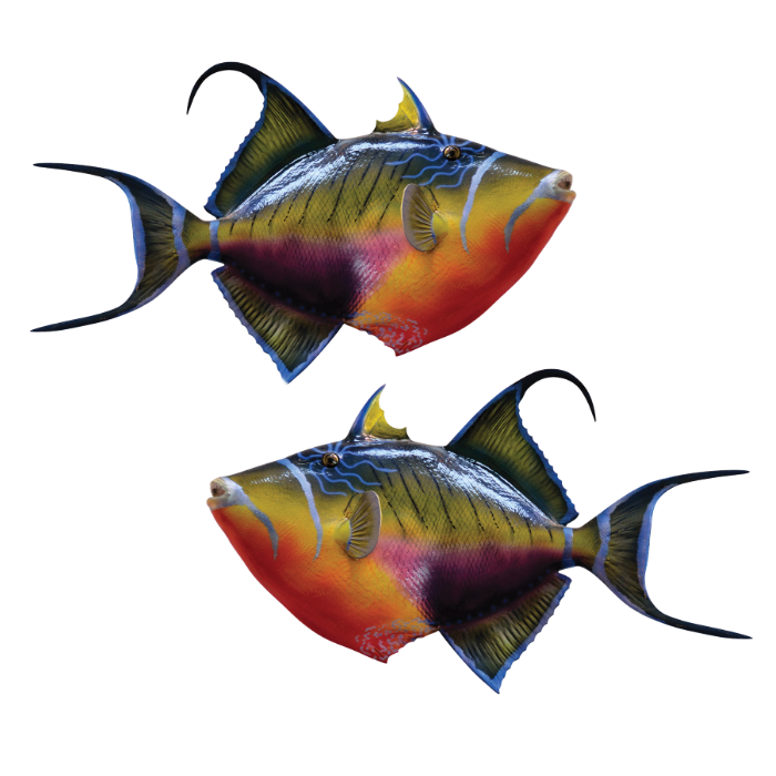 Triggerfish large stickers and decals left and right facing on a white background.