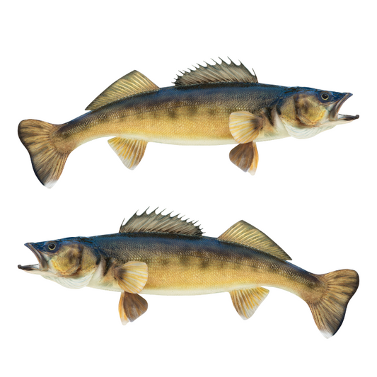 Walleye large stickers and decals left and right facing on a white background.