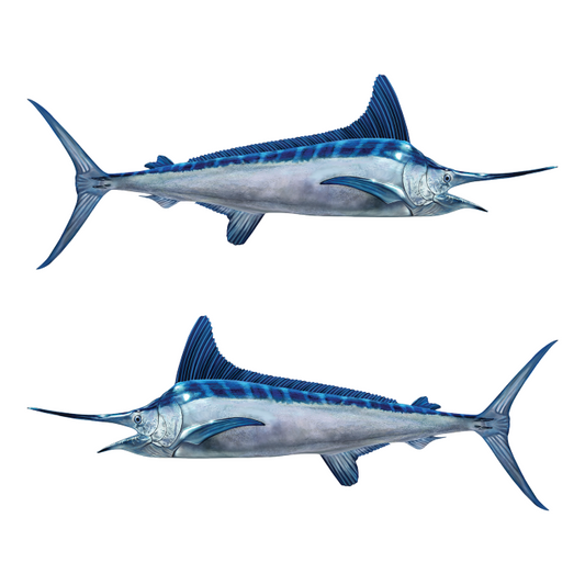White Marlin large stickers and decals left and right facing on a white background.