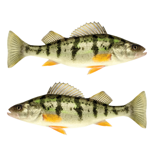 Yellow Perch large stickers and decals left and right facing on a white background.