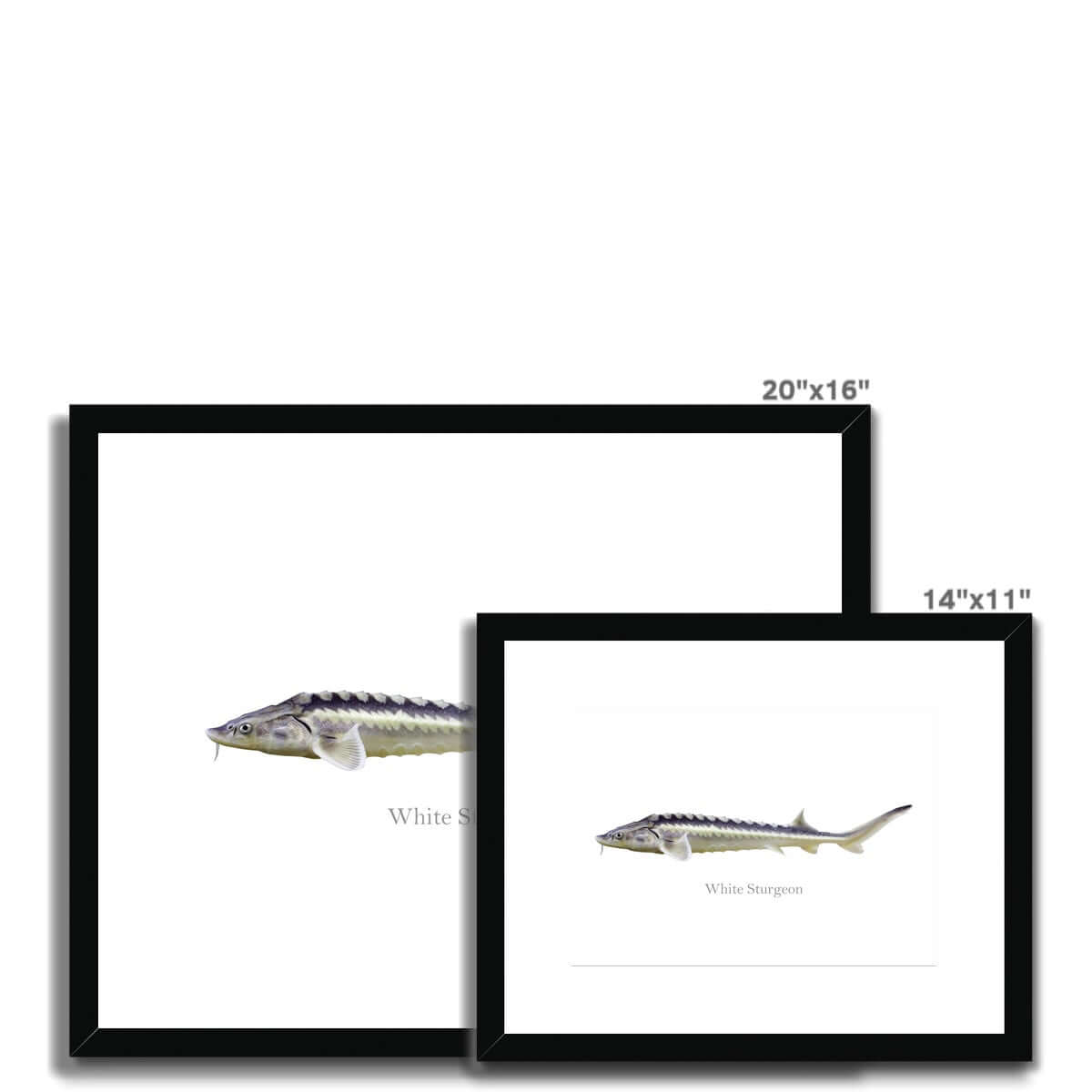 White Sturgeon - Framed & Mounted Print