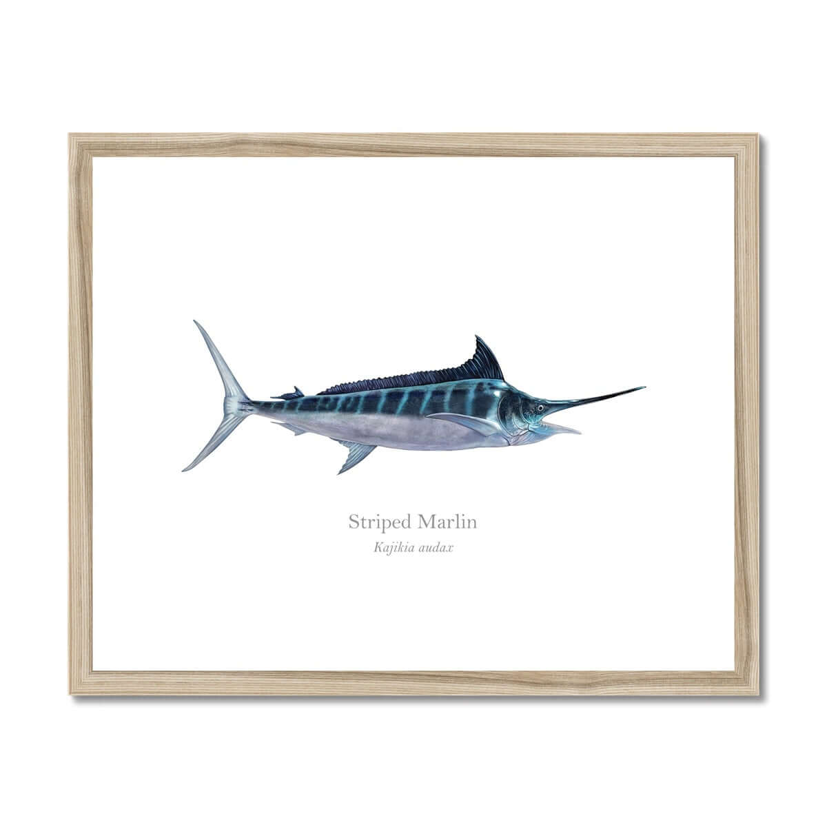 Striped Marlin - Framed & Mounted Print - With Scientific Name