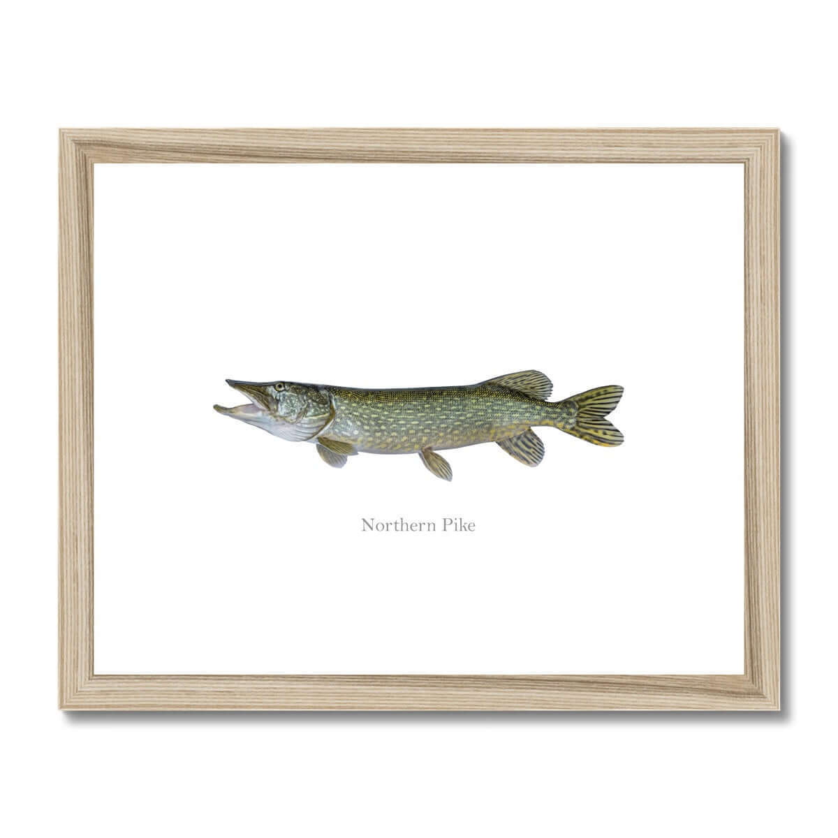 Northern Pike - Framed & Mounted Print