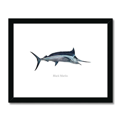 Black Marlin - Framed & Mounted Print