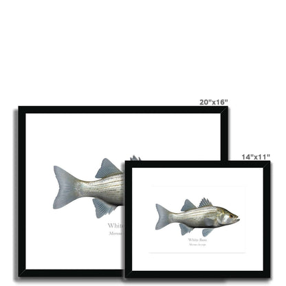 White Bass - Framed & Mounted Print - With Scientific Name