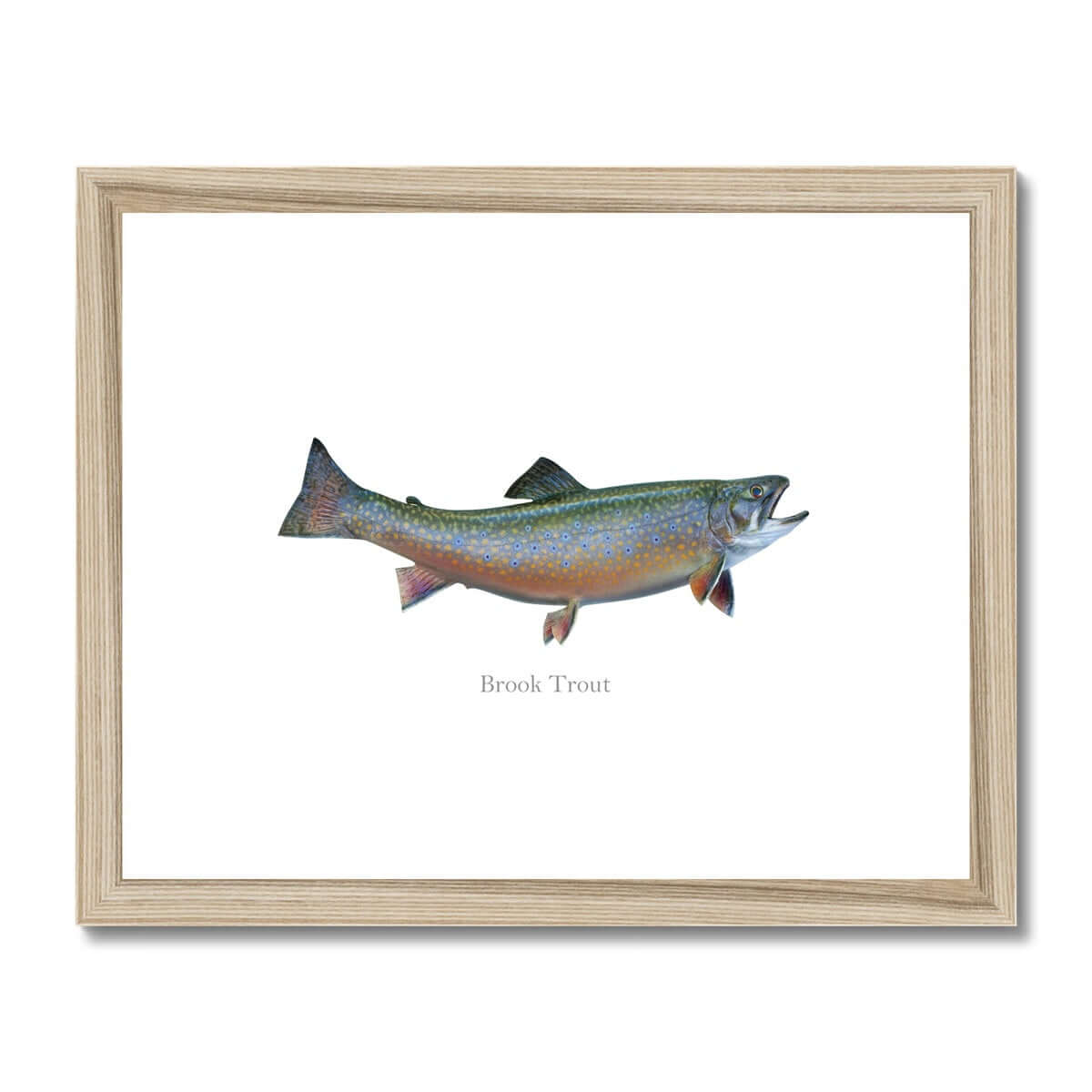 Brook Trout - Framed & Mounted Print