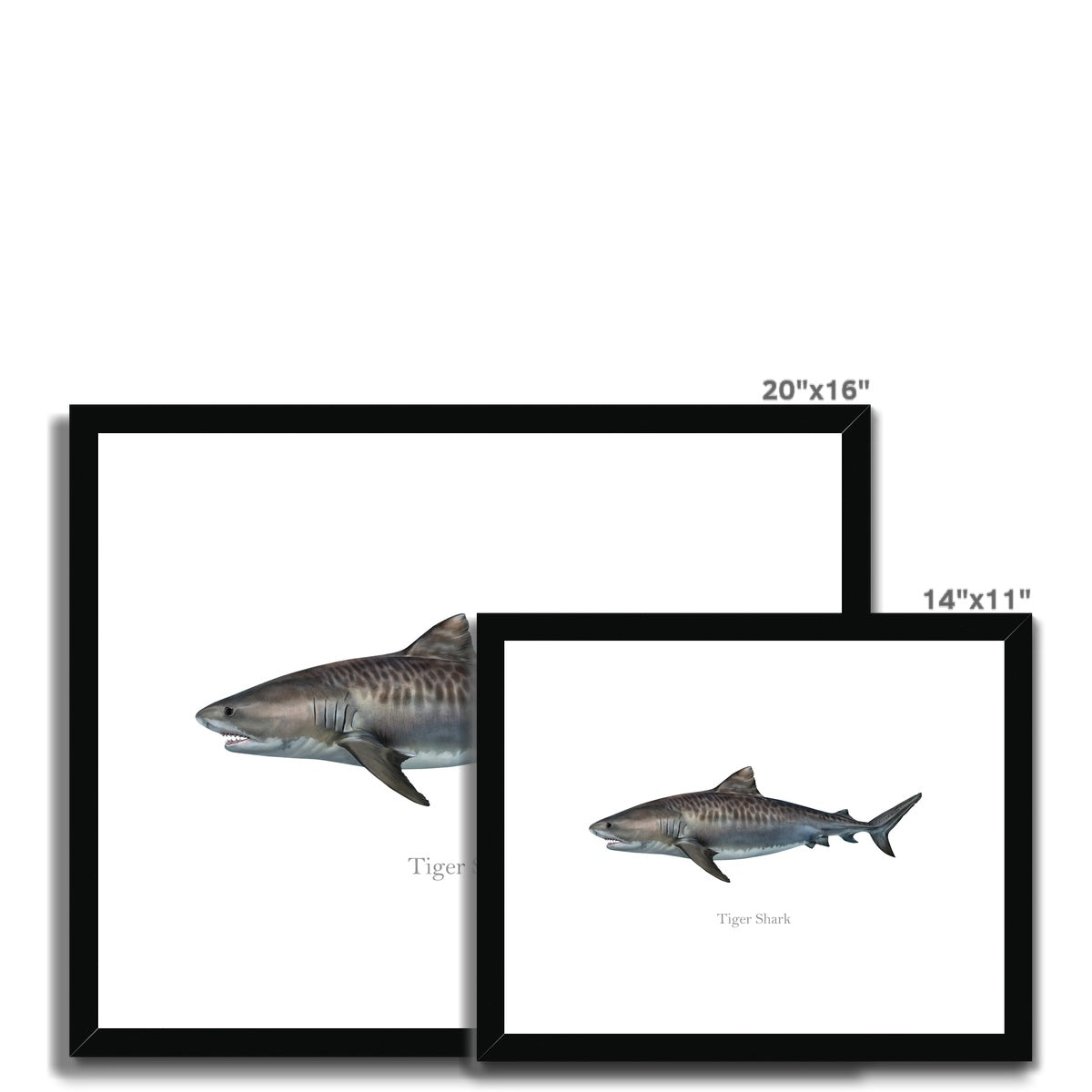 Tiger Shark - Framed & Mounted Print
