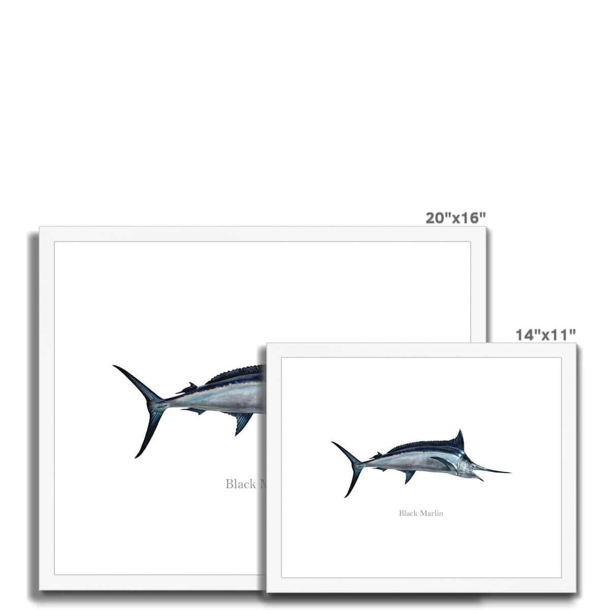 Black Marlin - Framed & Mounted Print