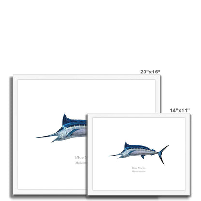 Blue Marlin - Framed & Mounted Print - With Scientific Name