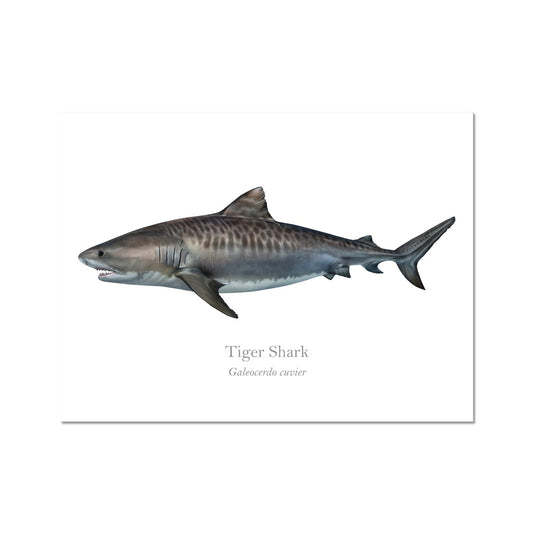 Tiger shark - Art Print - With Scientific Name