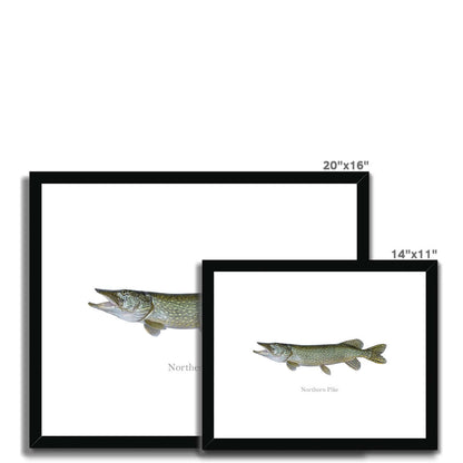 Northern Pike - Framed & Mounted Print