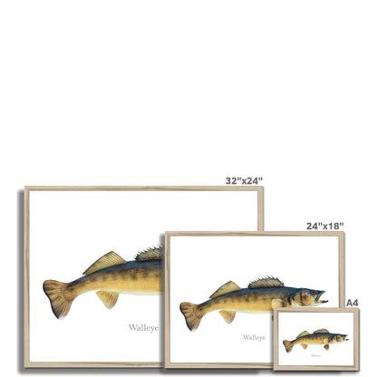 Framed walleye fish art print in three sizes: 32x24, 24x18, and A4.