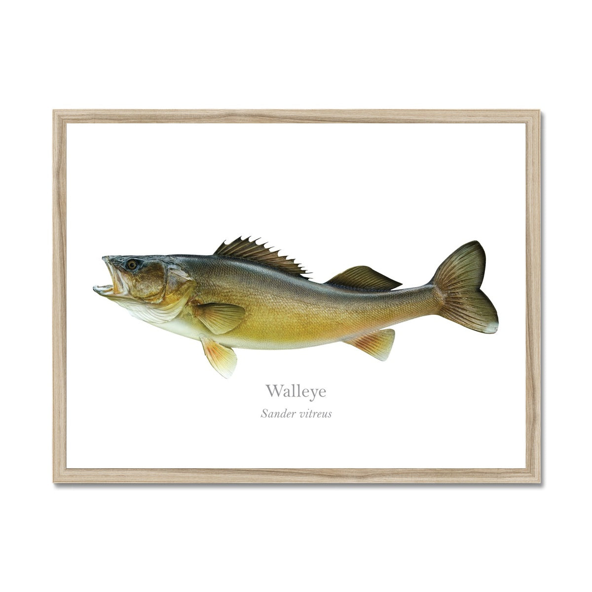 Walleye - Framed Print - With Scientific Name