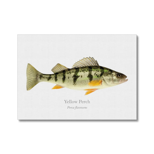 Yellow Perch - Canvas Print - With Scientific Name