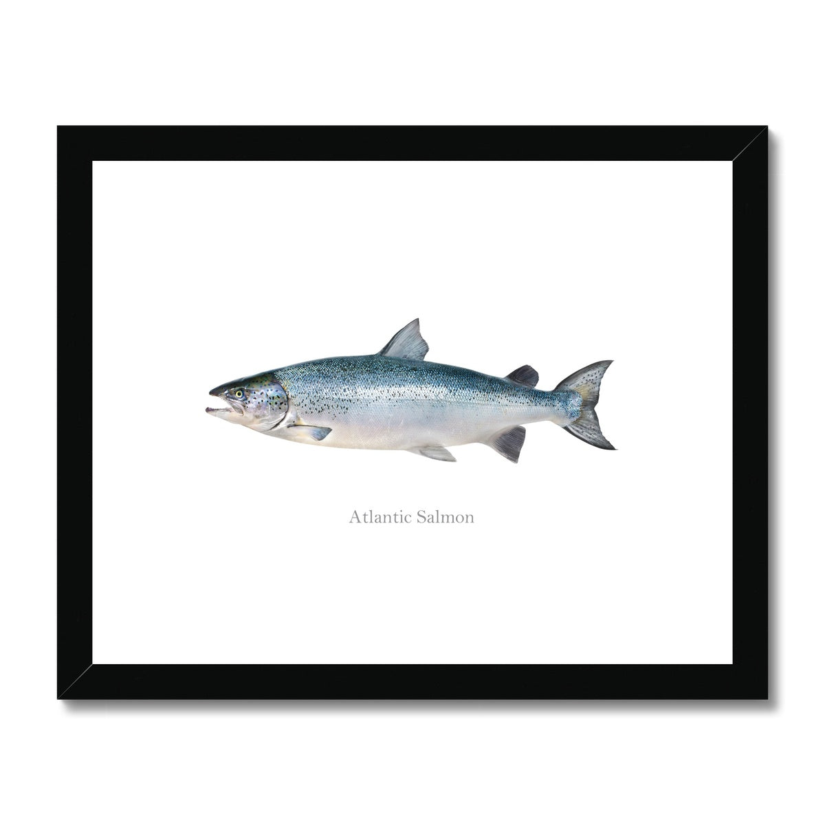 Atlantic Salmon - Framed & Mounted Print