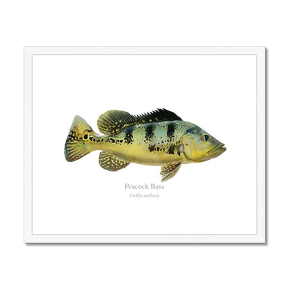 Peacock Bass - Framed & Mounted Print - With Scientific Name