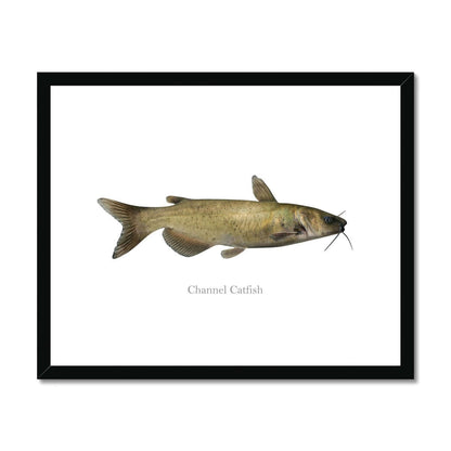 Channel Catfish - Framed & Mounted Print