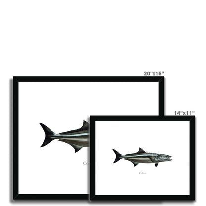 Cobia - Framed & Mounted Print