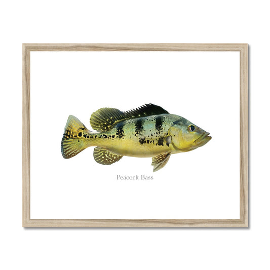 Peacock Bass Framed & Mounted Print
