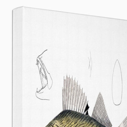 Detailed illustration of a fish with its dorsal fin visible on a white canvas background, showcasing its unique fin structure.