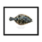 Summer Flounder - Framed & Mounted Print - With Scientific Name